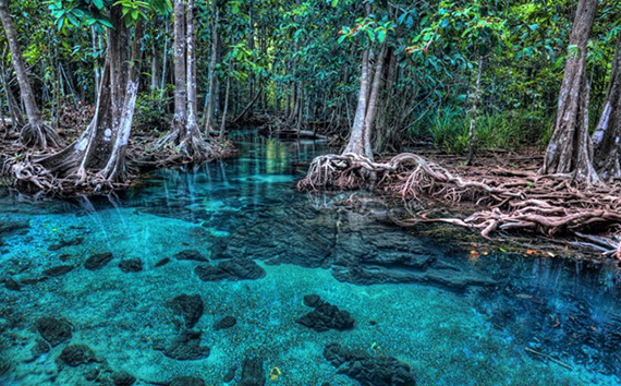 Reaching Climate Goals Image of Blue Water Swamp