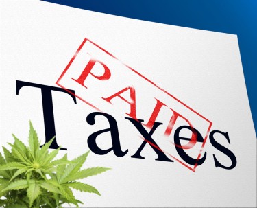 paid cannabis taxes