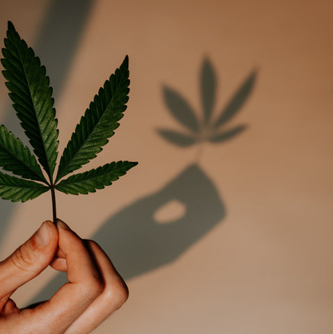 mano que sostiene la hoja de cannabis