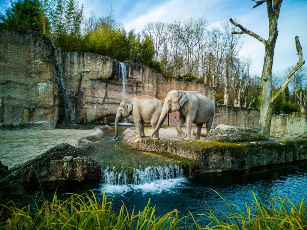 elefantes en el Zoológico de Denver