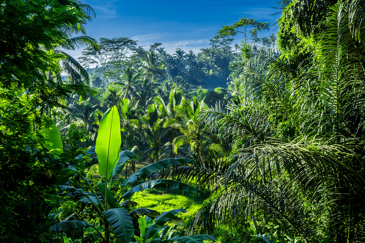 Ontbossing in Azië_View of a jungle in Bali_visual 6