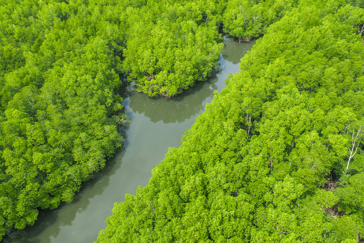 Ontbossing in Azië_Luchtfoto van een mangrovebos in Filippijnen_visual 7