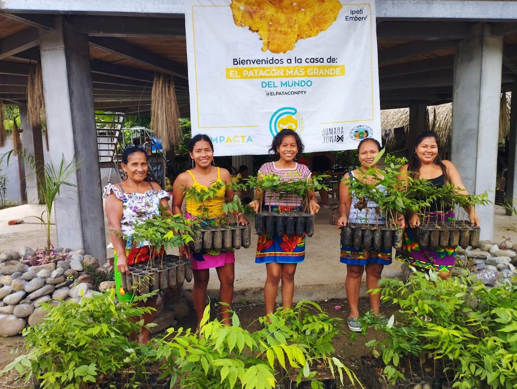 Reforestación liderada por la Asociación de Mujeres Artesanas Ipeti Emberá (AMARIE) en Panamá, de la cual Sara Omi es miembro.