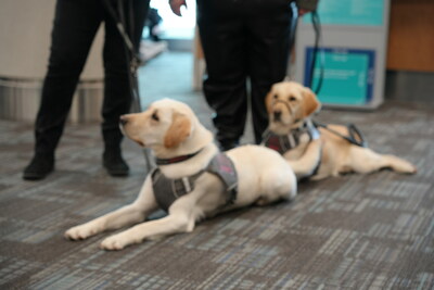 Chó dẫn đường Polly và Mango đang nghỉ giải lao sau buổi huấn luyện (Tập đoàn CNW/Cơ quan quản lý sân bay Greater Toronto)