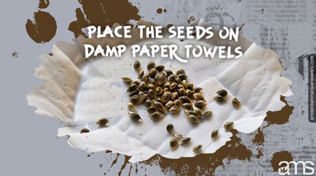 nemli bir kağıt havluya kokarca tohumları serpin