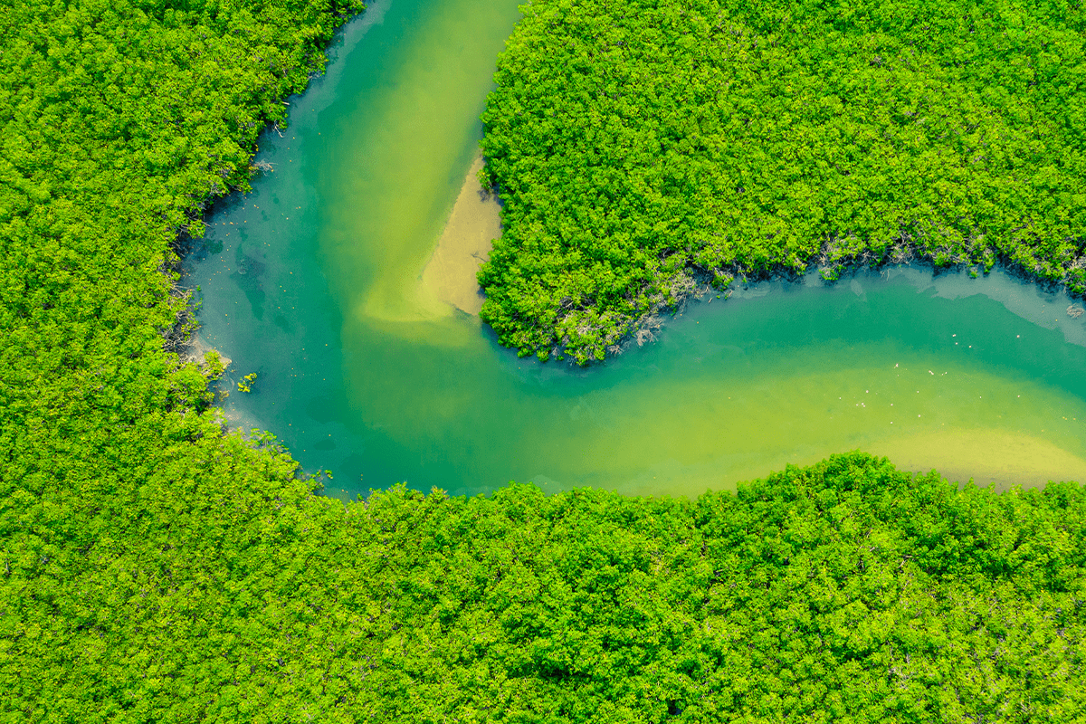 Cero neto_ Vista aérea del bosque de manglares verdes en la selva amazónica_visual 5