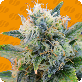 Sensible Cannabis Seeds Girl Scout Cookies