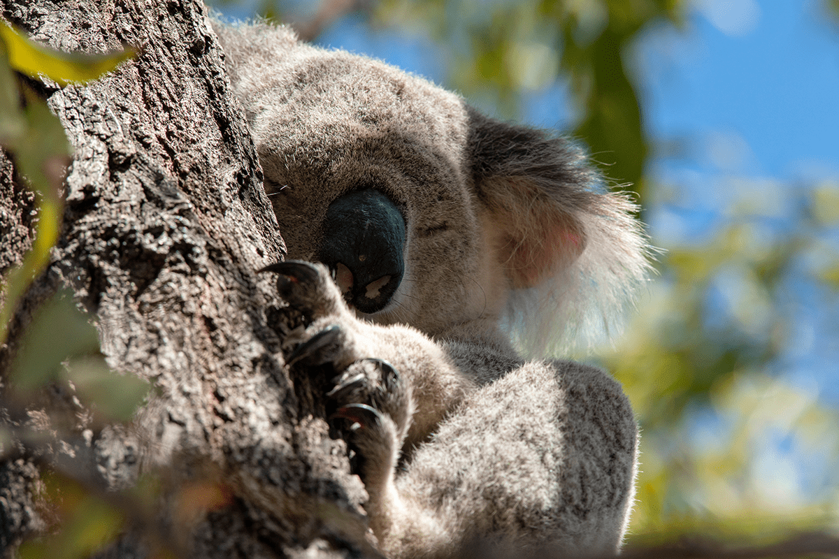 10 geweldige voordelen van het planten van bomen_Koala slaapt op eucalyptusboom in Australië_visual 3
