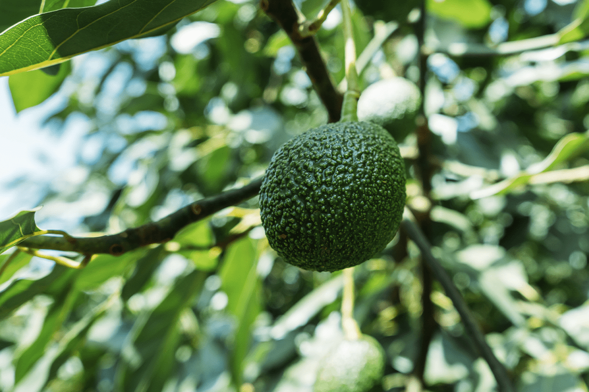 _10 geweldige voordelen van het planten van bomen_avocadoboom in Kenia_visual 7