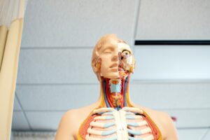 menselijke anatomiefiguur onder wit houten plafond