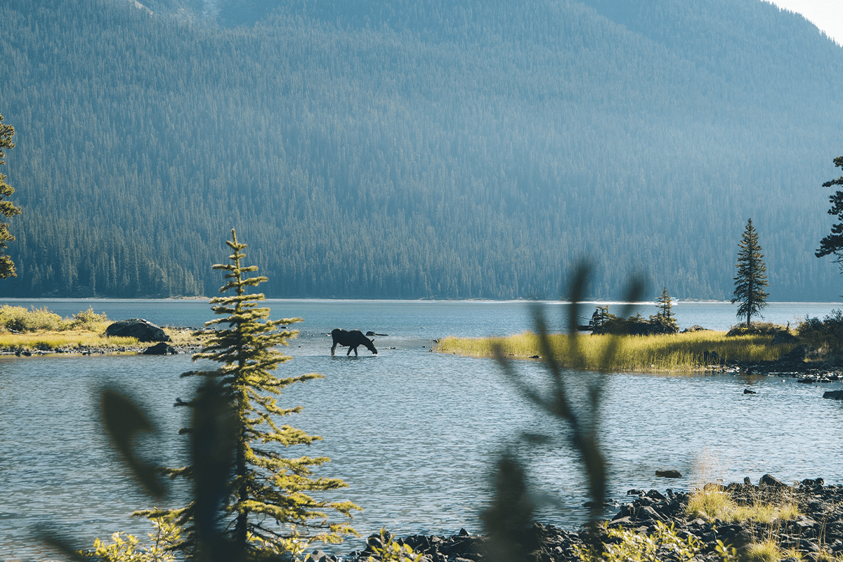 Prácticas forestales sostenibles en Canadá_un alce salvaje está bebiendo agua del lago Maligne en Alberta_visual 4