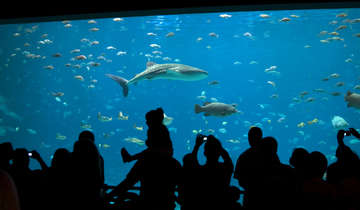 水族館でジンベエザメやハタなどの魚を眺めているシルエットの人々の写真。