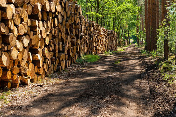 道路沿いの伐採木材の山