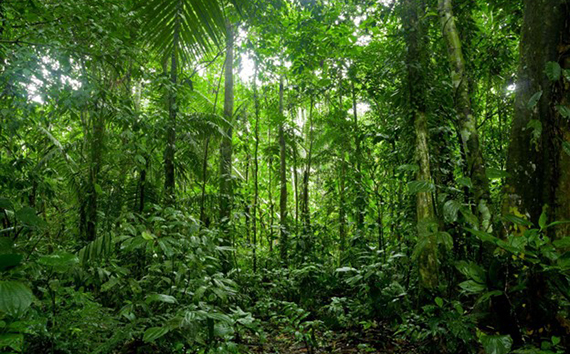 القلق بشأن الانبعاثات في الغابات الخضراء المورقة