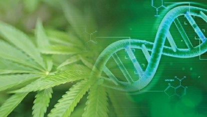 Cannabis Linked to Epigenetic Changes