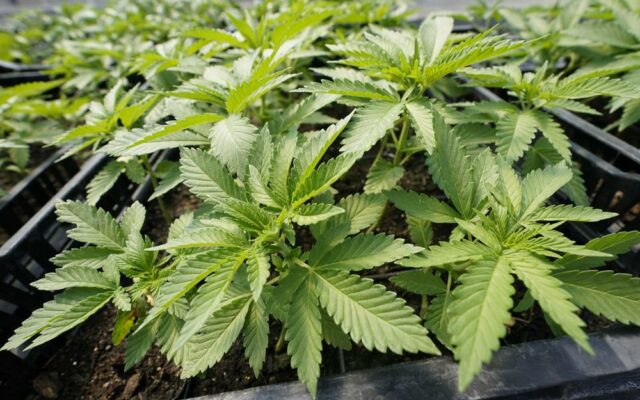 Changes Being Made to Marijuana Packaging in Missouri