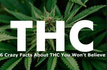6 حقائق ممتعة عن رباعي هيدروكانابينول (THC).