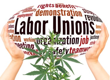 fake unions in the marijuana industry