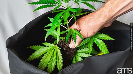 cannabis plant roots in a grow bag