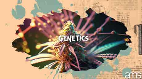 genética de una flor de cannabis rica en Tricomas