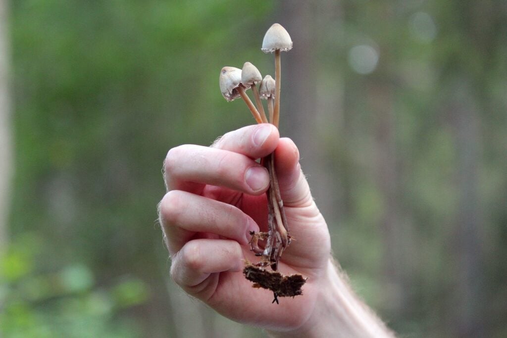personne tenant un champignon magique dans ses mains