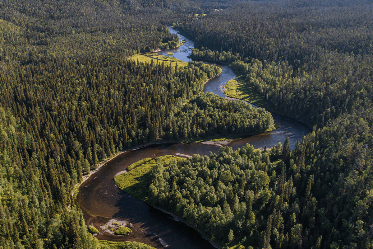 Dünyanın en büyük 10 ormanı_Boreal_Finlandiya'daki Tayga ormanının havadan görünümü_görsel 11