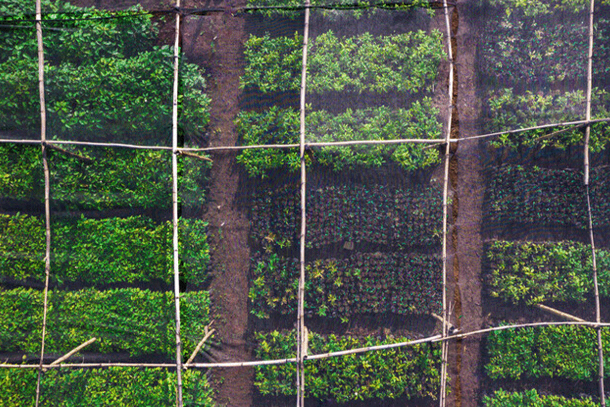 De 10 största skogarna i världen_Drone syn på unga träd plantskola som en del av DGB återplantering projekt_visual 12