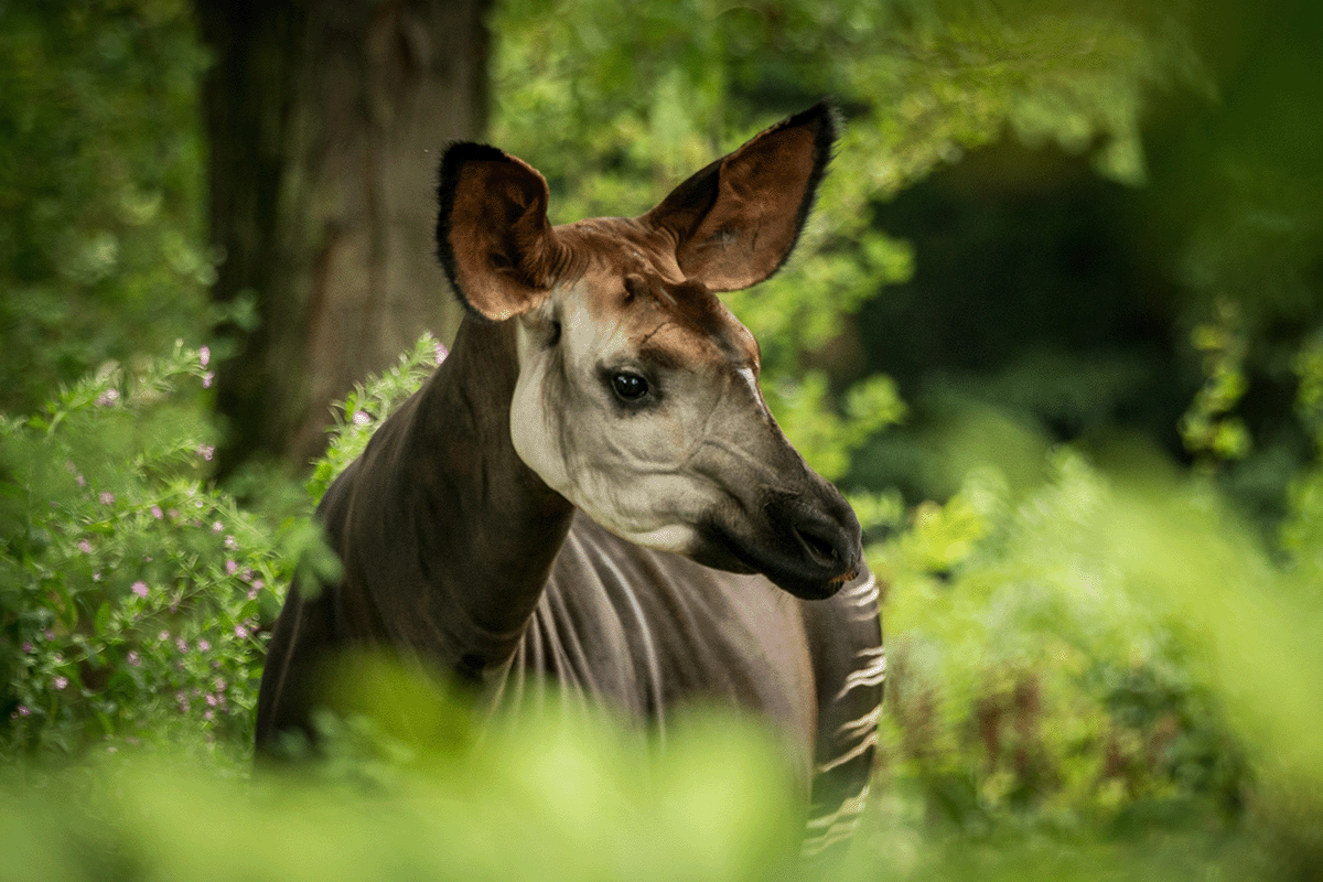 Los 10 bosques más grandes del mundo_Retrato de Okapi en Congo Rainforest_visual 3
