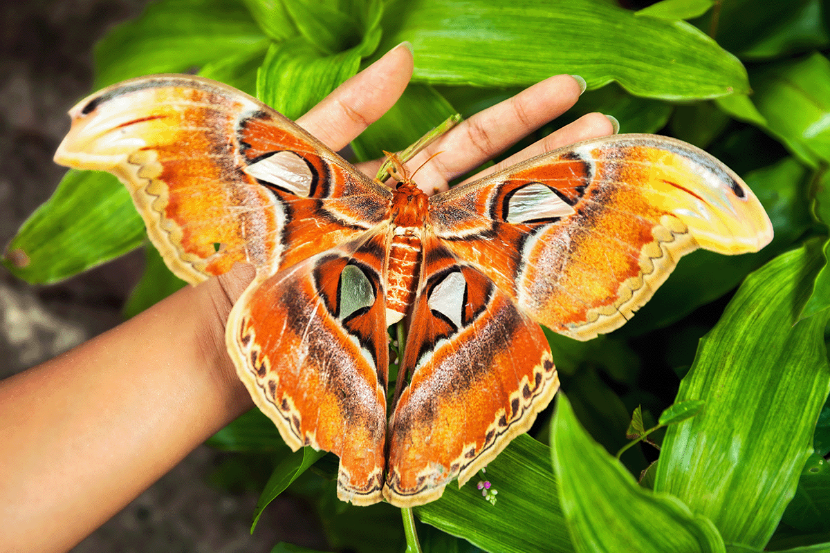 Los 10 bosques más grandes del mundo_Mariposa El ala de pájaro de la reina Alexandra_visual 4