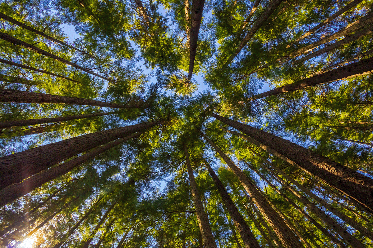 Los 10 bosques más grandes del mundo_Sitka Spruce en Alaska_visual 7