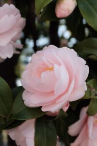 ピンクの花びらの花のセレクティブフォーカス写真