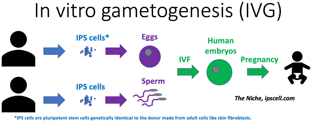 gametogénesis in vitro, IVG