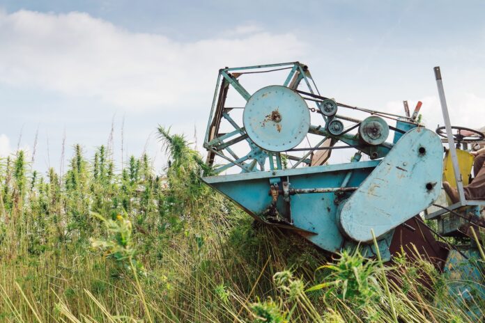 Landwirt fährt Mähdrescher und sammelt Industriehanfblüten auf dem Cannabis-Sativa-Feld, Seitenansicht.