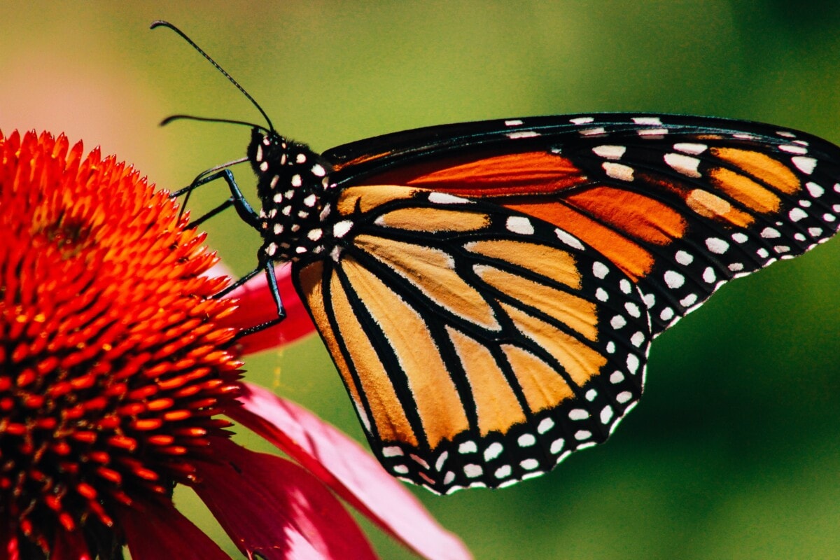 Una mariposa monarca en una flor roja