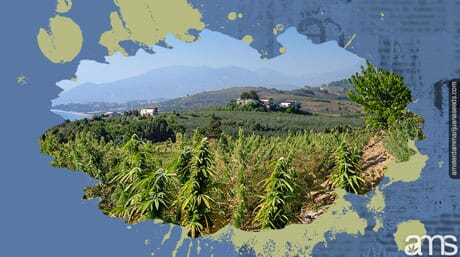 colinas plantadas con plantas de cannabis