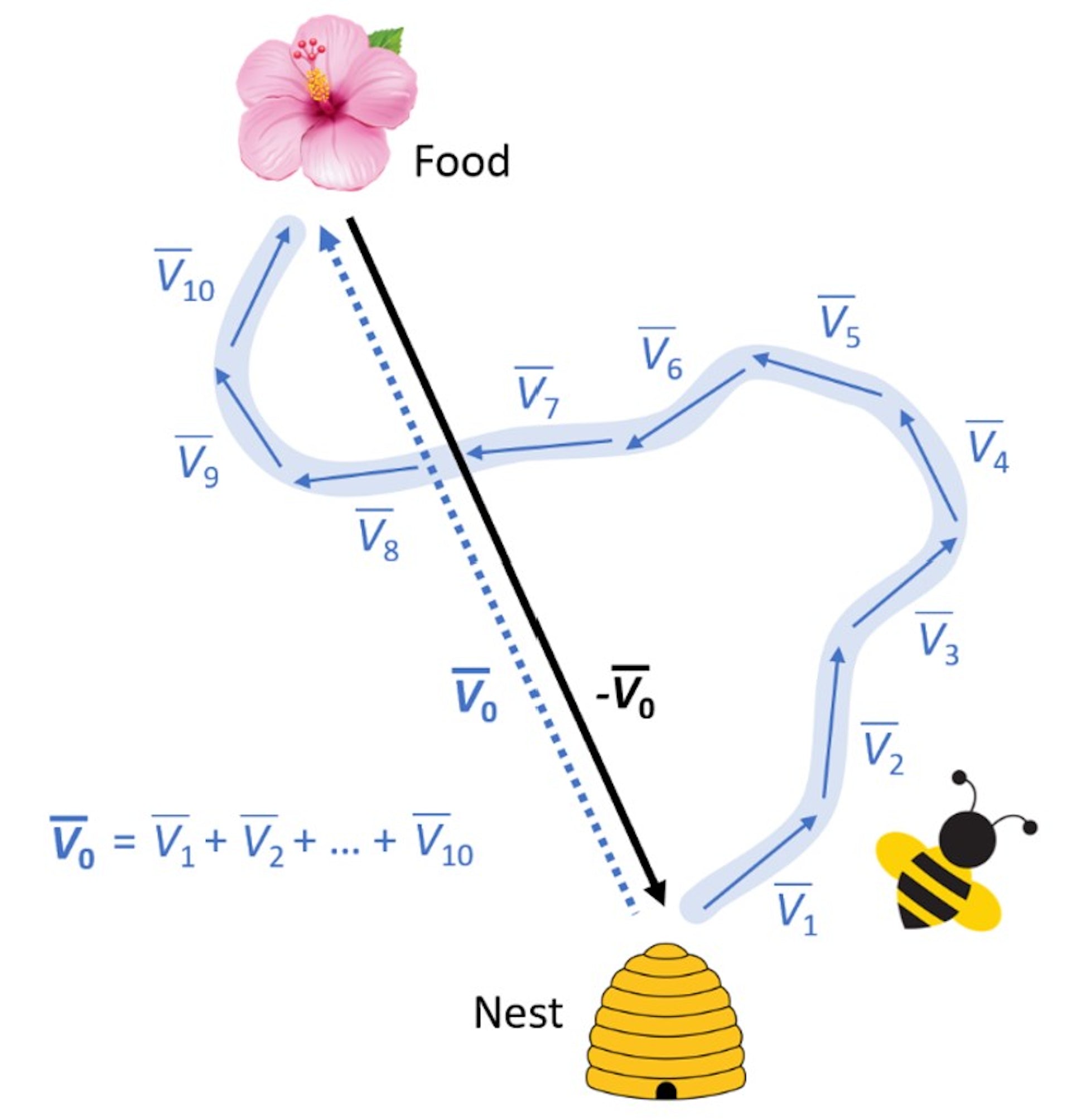 Bir arının zikzak uçuşunu ve doğrudan eve giden rotayı gösteren bir grafik.