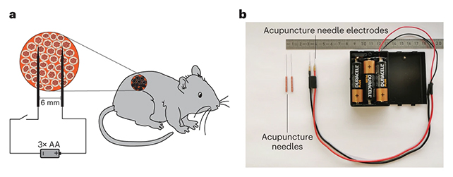 Mouse electrodes