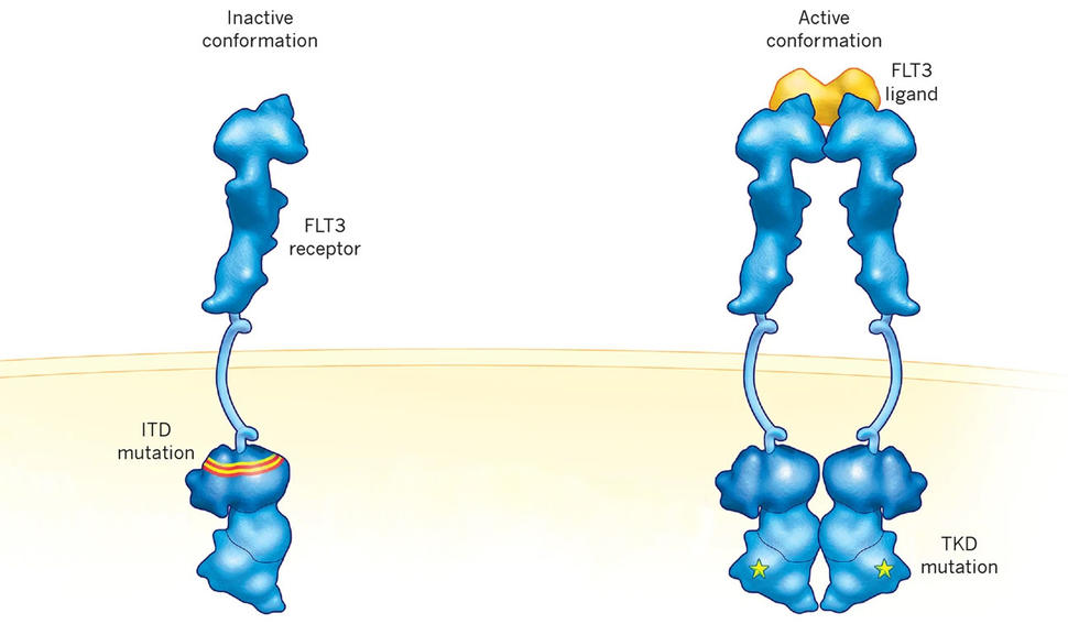 Bir hücre zarında FLT3'teki ITD ve TKD mutasyonlarını gösteren bir çizim