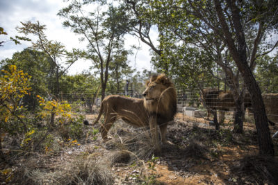 Những chú sư tử tại Khu bảo tồn mèo lớn Emoya ở Vaalwater, Nam Phi.