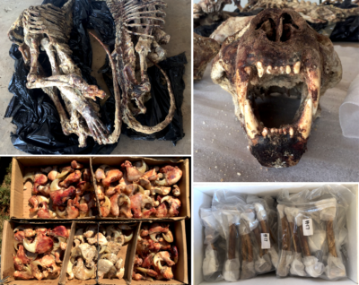Esqueletos de león, un cráneo y garras preparados para taxidermia y, en la parte inferior derecha, una caja de huesos de león limpios para enviar al sudeste asiático.