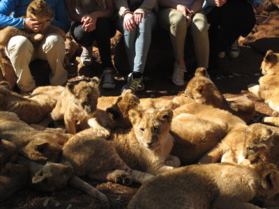 Trẻ em với sư tử con được nuôi nhốt tại trang trại du lịch sư tử.