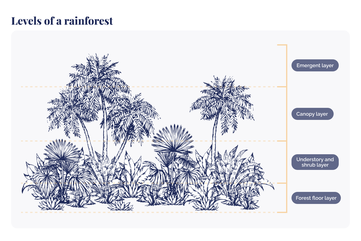 lagen van een regenwoud verkennen_illustratie van niveaus van een regenwoud_visueel 2
