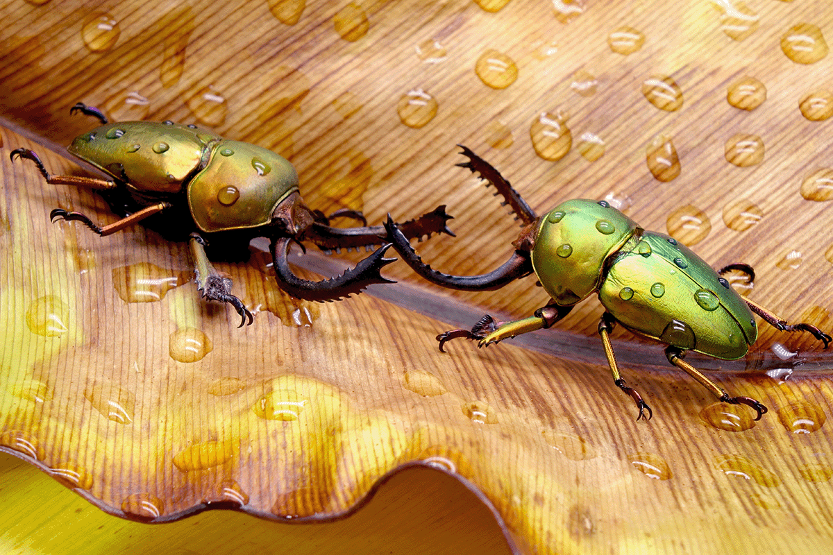 lagen van een regenwoud verkennen_zaagtandkevers die op een blad lopen in Papoea-Nieuw-Guinea Nation Rainforest_visual 6