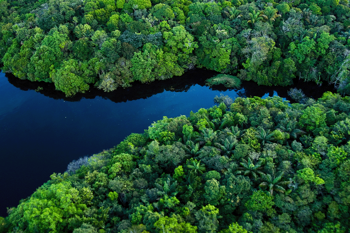 het verkennen van lagen van een regenwoud_luchtfoto van het Amazoneregenwoud_visueel 7