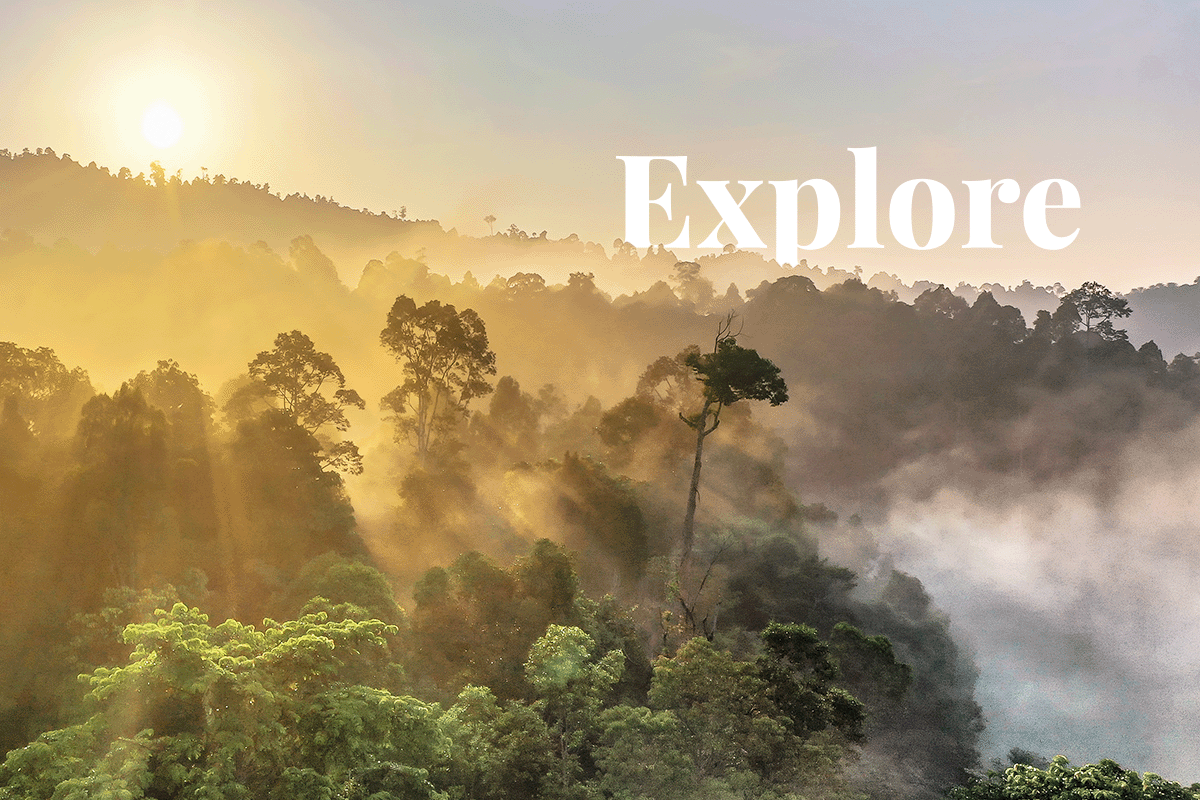lagen verkennen van een regenwoud_zonsopgangweergave van Borneo Rainforest_visual 1