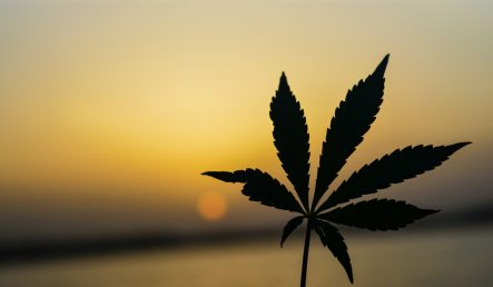 Como resolver o transtorno por uso de cannabis (CUD)