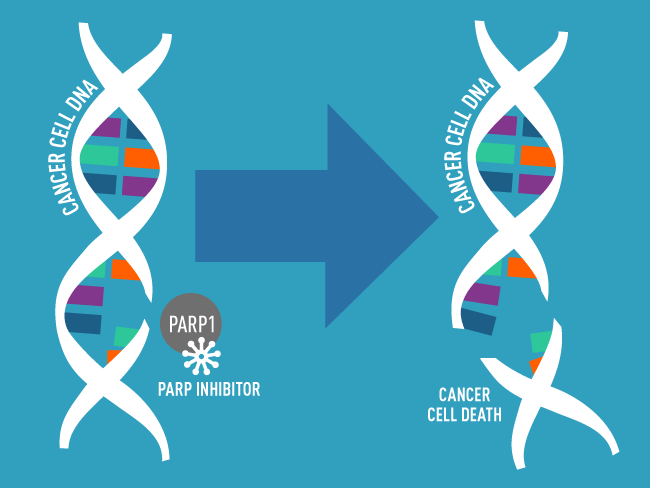Ilustración de ADN con una sola hebra rota y proteína PARP bloqueada por un inhibidor de PARP