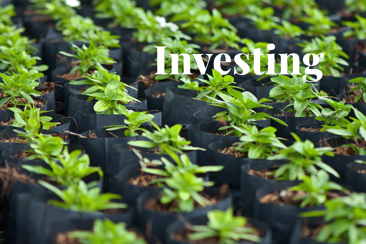 groene investeringsrevolutie_jonge planten in een boomkwekerij_visual 1