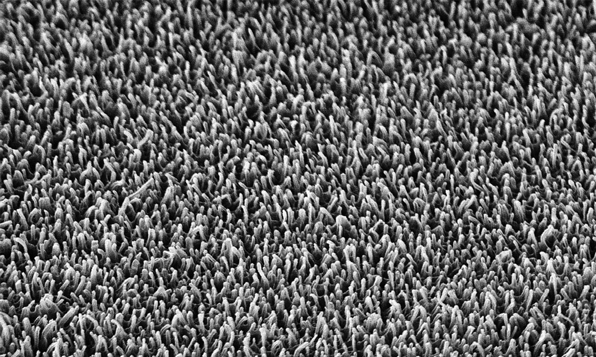 Los nanopilares en la superficie del ala de una libélula, ampliados 20,000 veces
