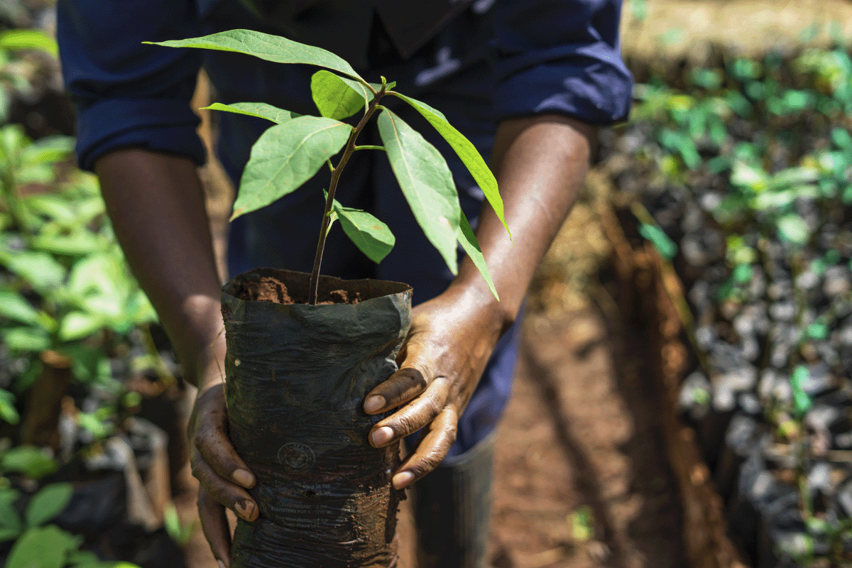 아프리카의 47개 탄소 조림 및 재조림 프로젝트_흙주머니에 어린 나무 묘목을 담는 장인_시각 5